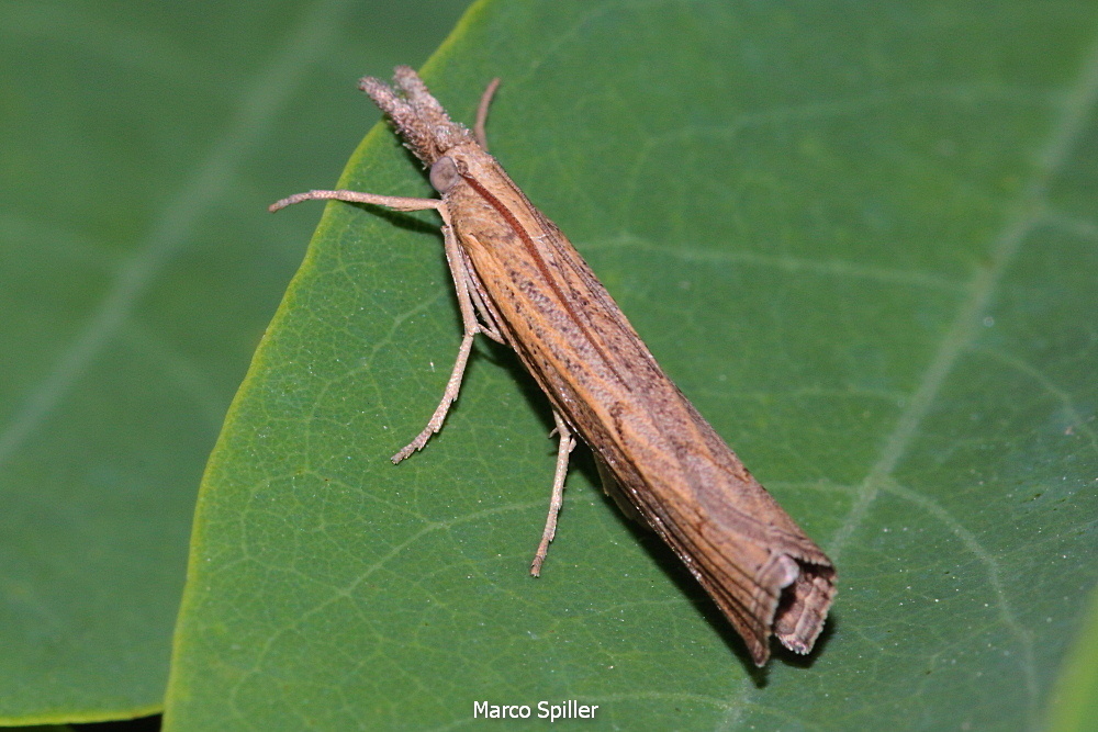 Agriphila....No,  Pediasia contaminella - Crambidae
